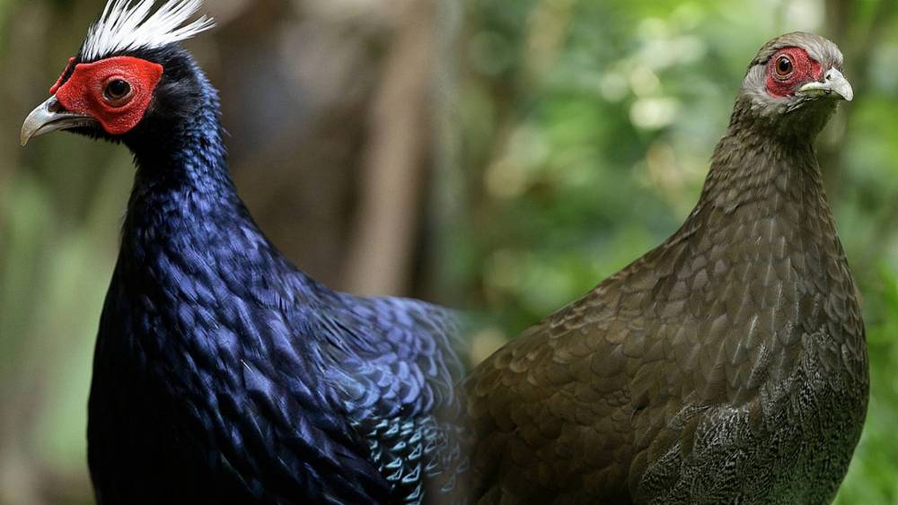side by side comparison of the male and female Vietnamese pheasants