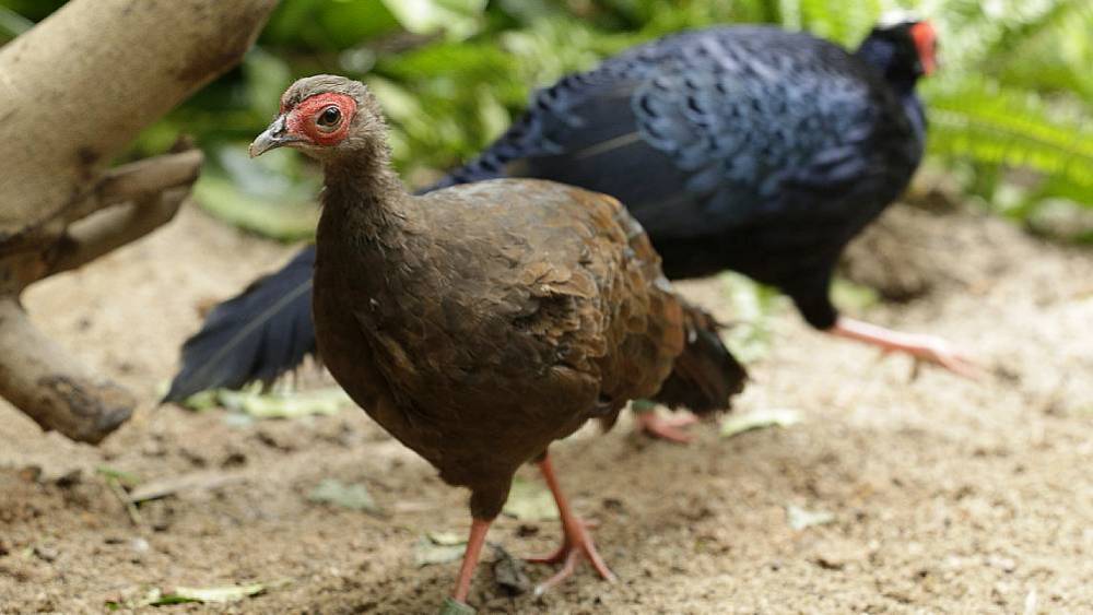 Hope For A Rare Species