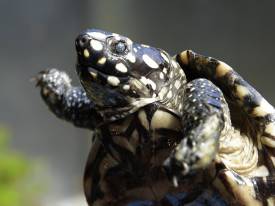 Do Not Feed The Animals