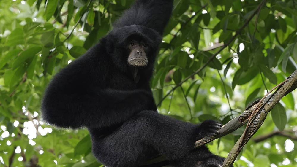siamang hanging on a tree
