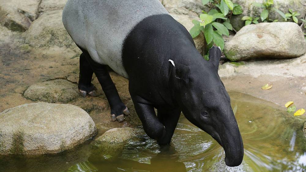 tapir walking in water