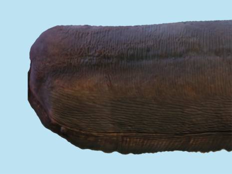 picture of an eel tail