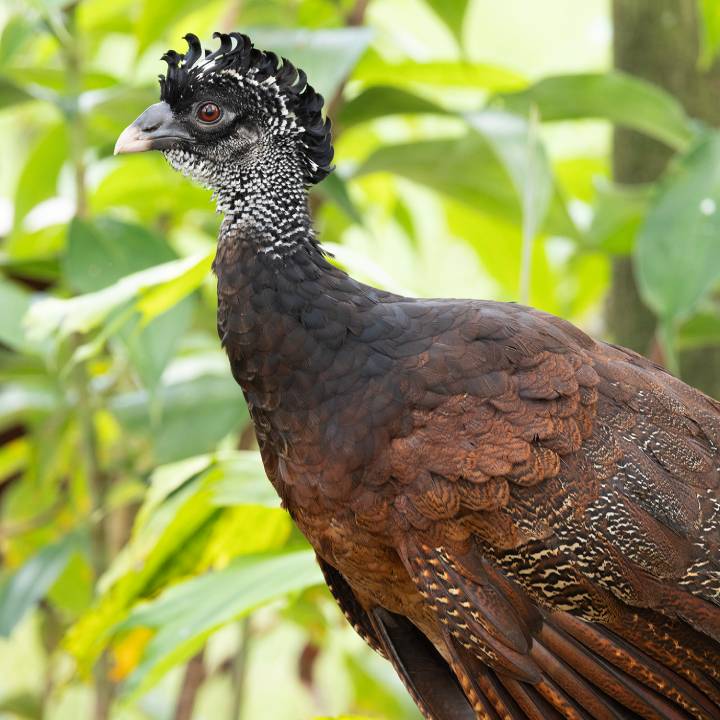Great curassow