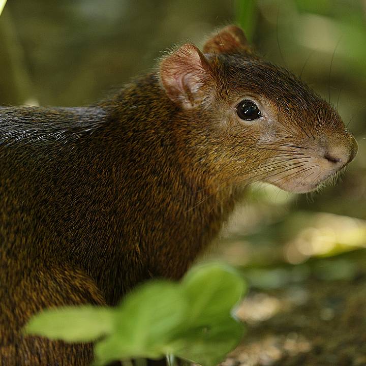 Azara's agouti