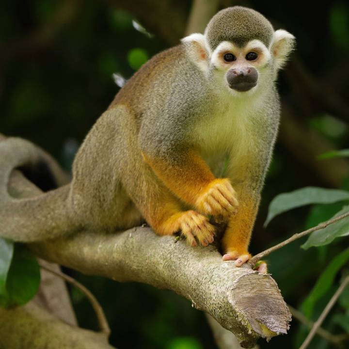 Common squirrel monkey