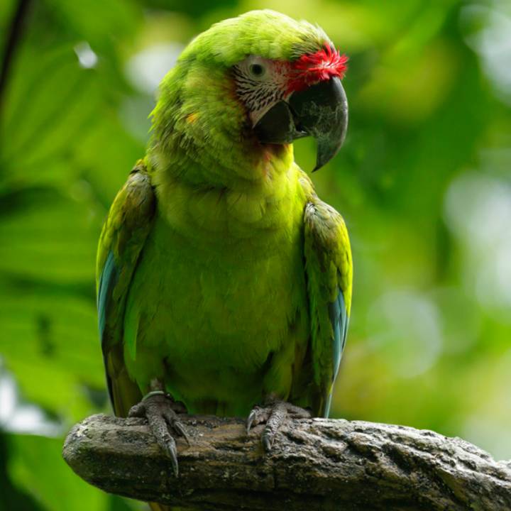 Great green macaw