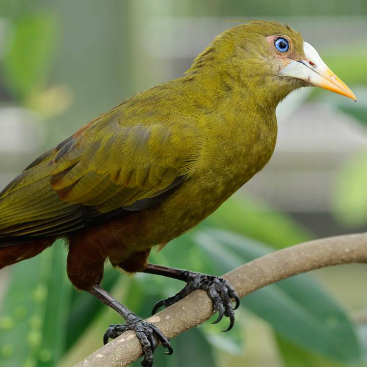 Green oropendola