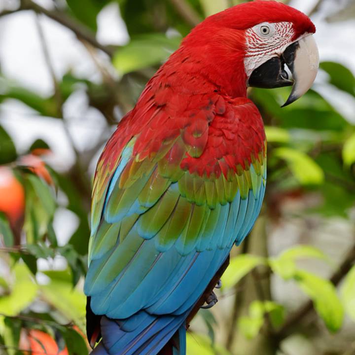 Red-and-green macaw