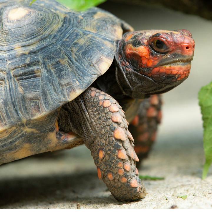 Red-footed tortoise