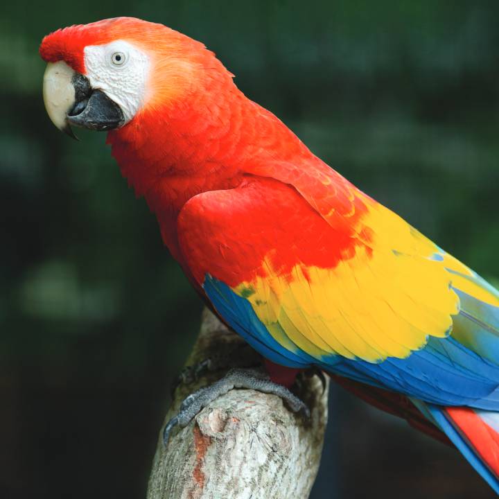Scarlet macaw