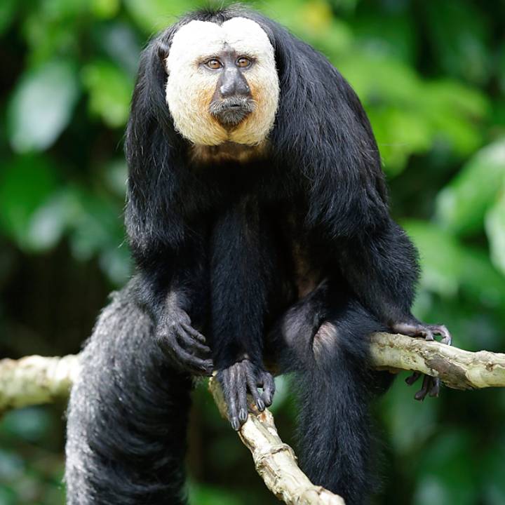 White-faced saki