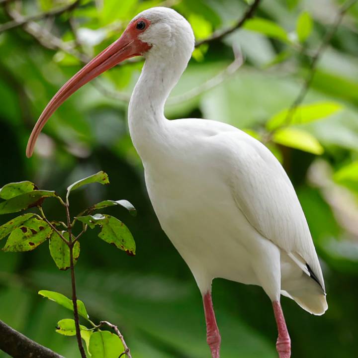 White ibis