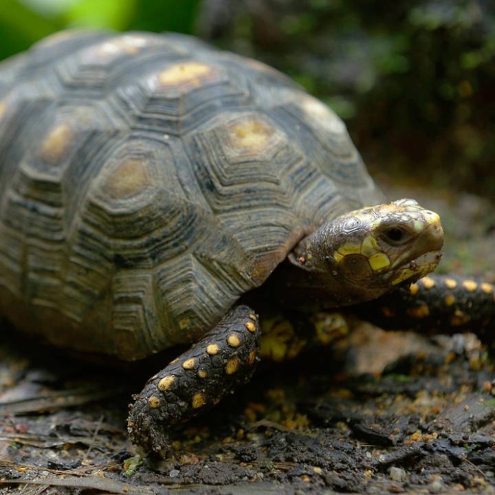 Yellow-footed tortoise