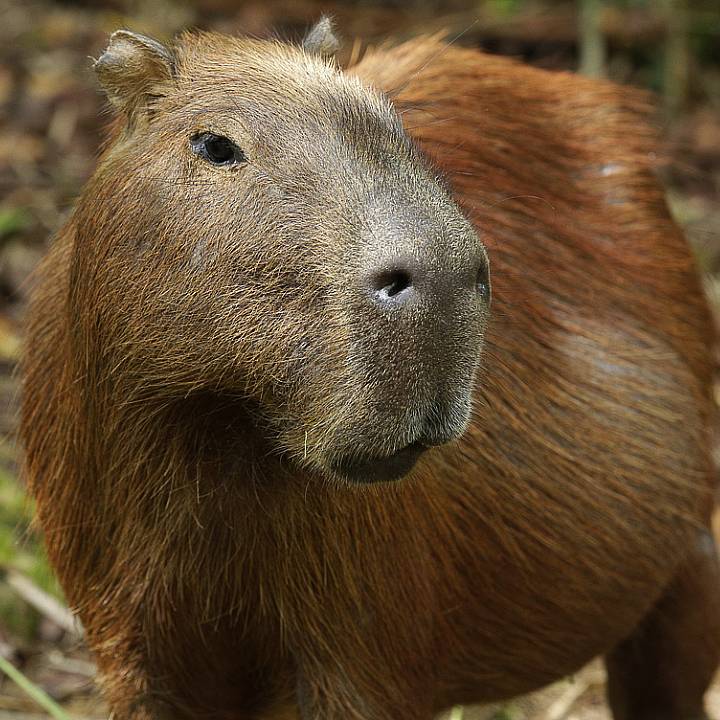 Capybara