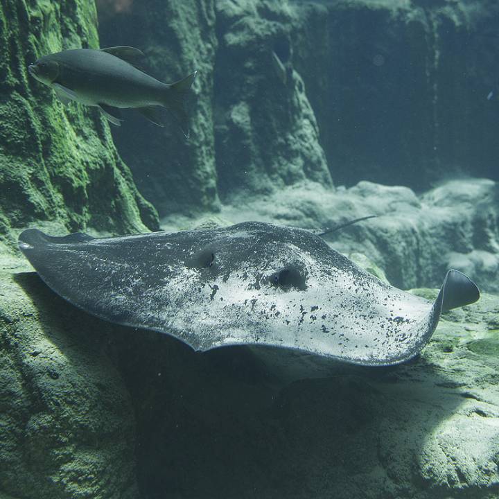 Giant freshwater stingray