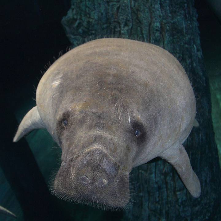 Manatee