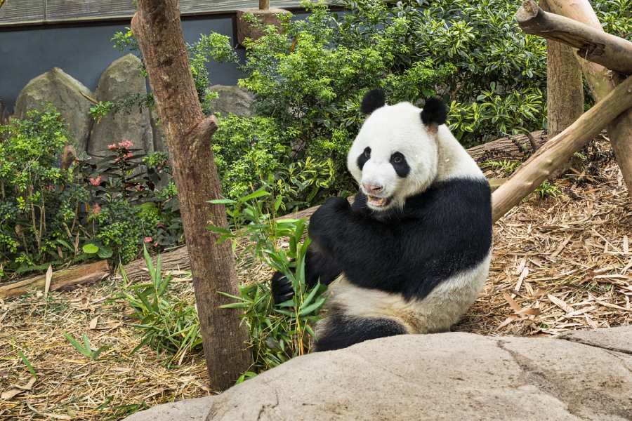 Giant Pandas