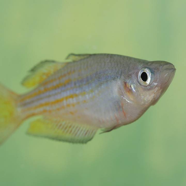 Parkinson's rainbowfish