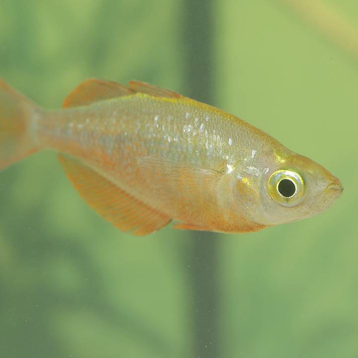 Red rainbowfish