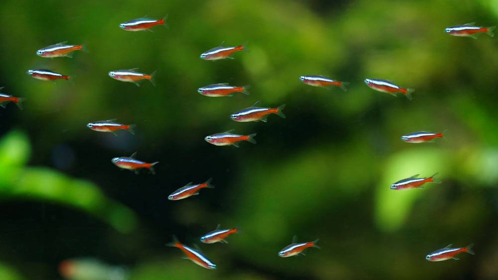 cardinal tetra swimming