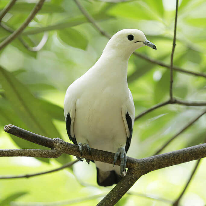 Pied imperial pigeon