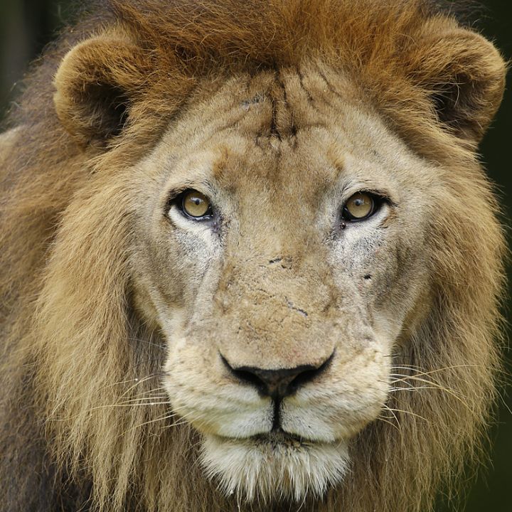 African lion