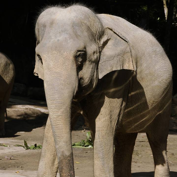 Asian elephant
