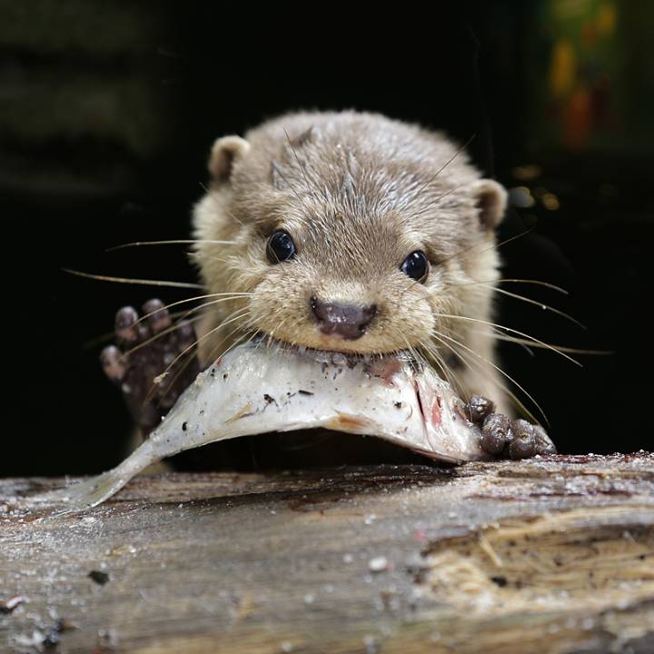 Asian small clawed otter