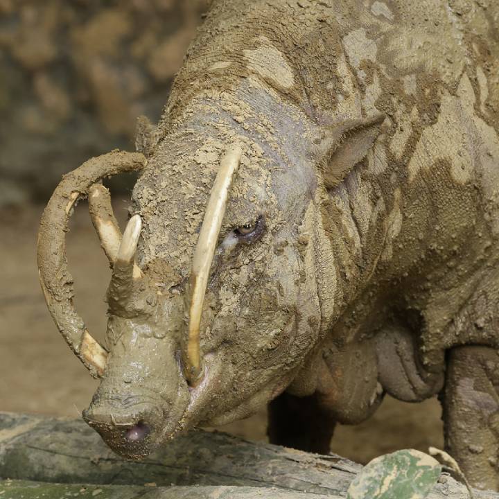 Babirusa