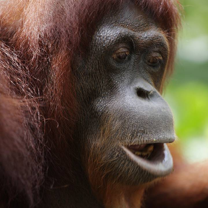 Bornean orangutan
