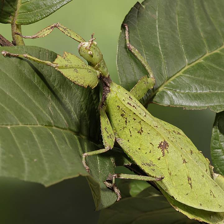 Chrisangi leaf insect