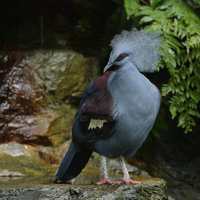 Common crowned pigeon