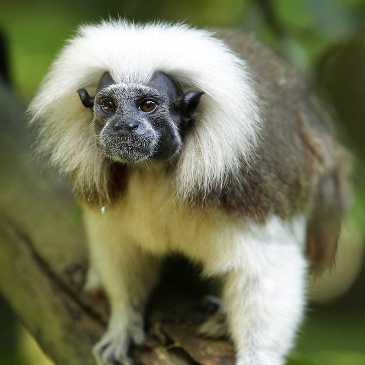 Cotton-top tamarin