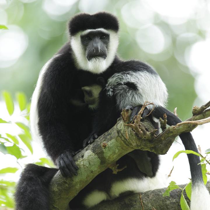 Eastern black-and-white Colobus monkey