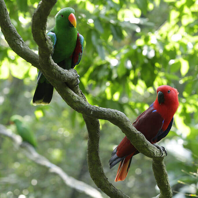 Eclectus parrot