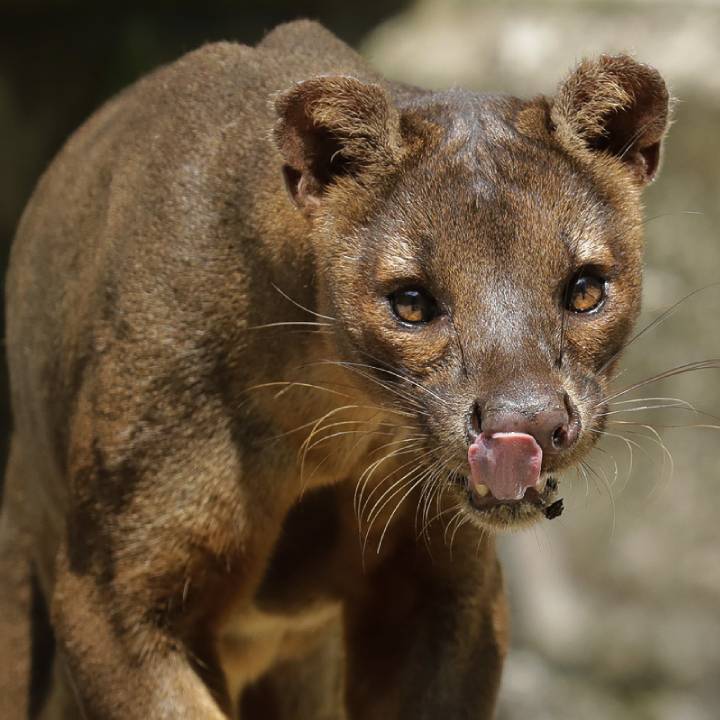 Fossa