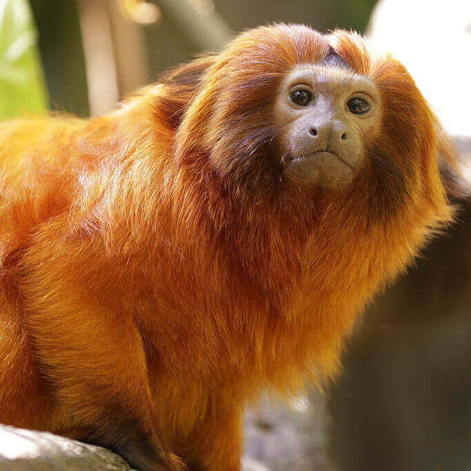Golden lion tamarin