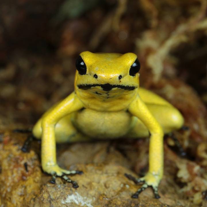Golden poison frog