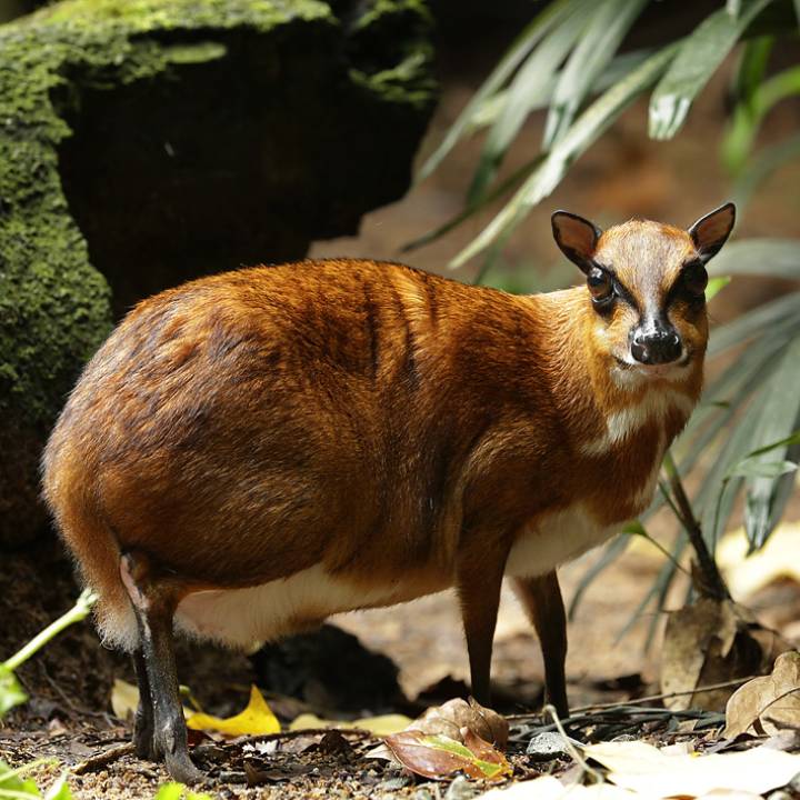 Greater mousedeer