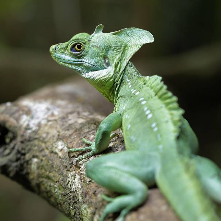 Green basilisk