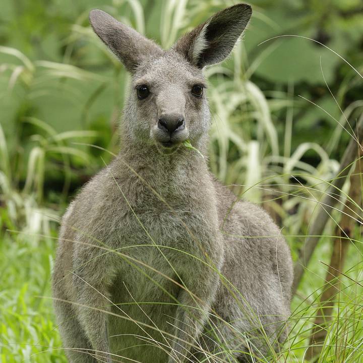 Grey kangaroo