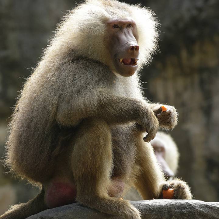 Hamadryas baboon