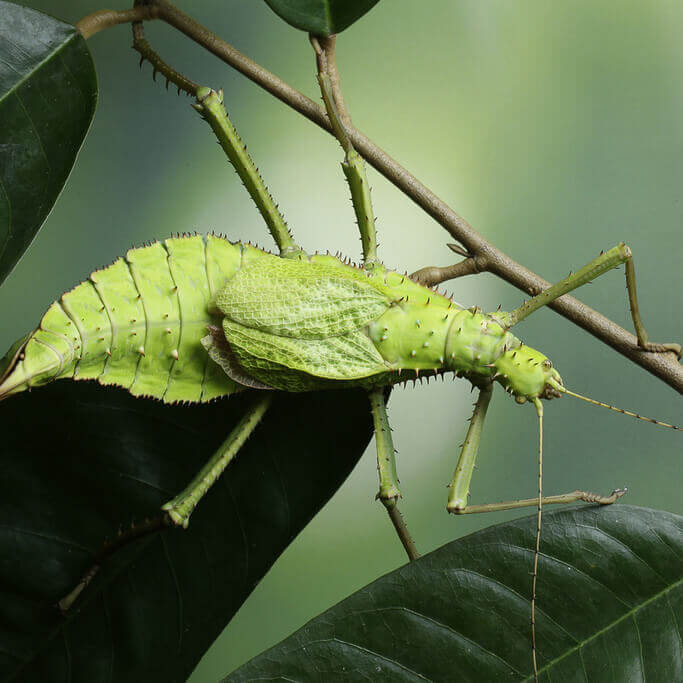 Jungle nymph