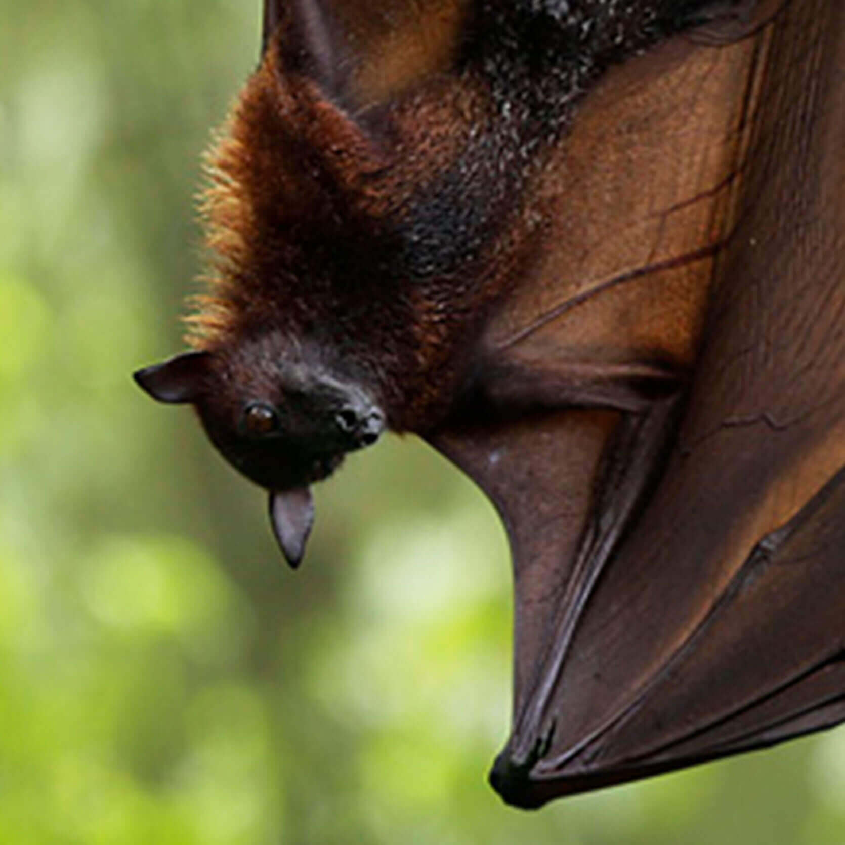 Malayan flying fox