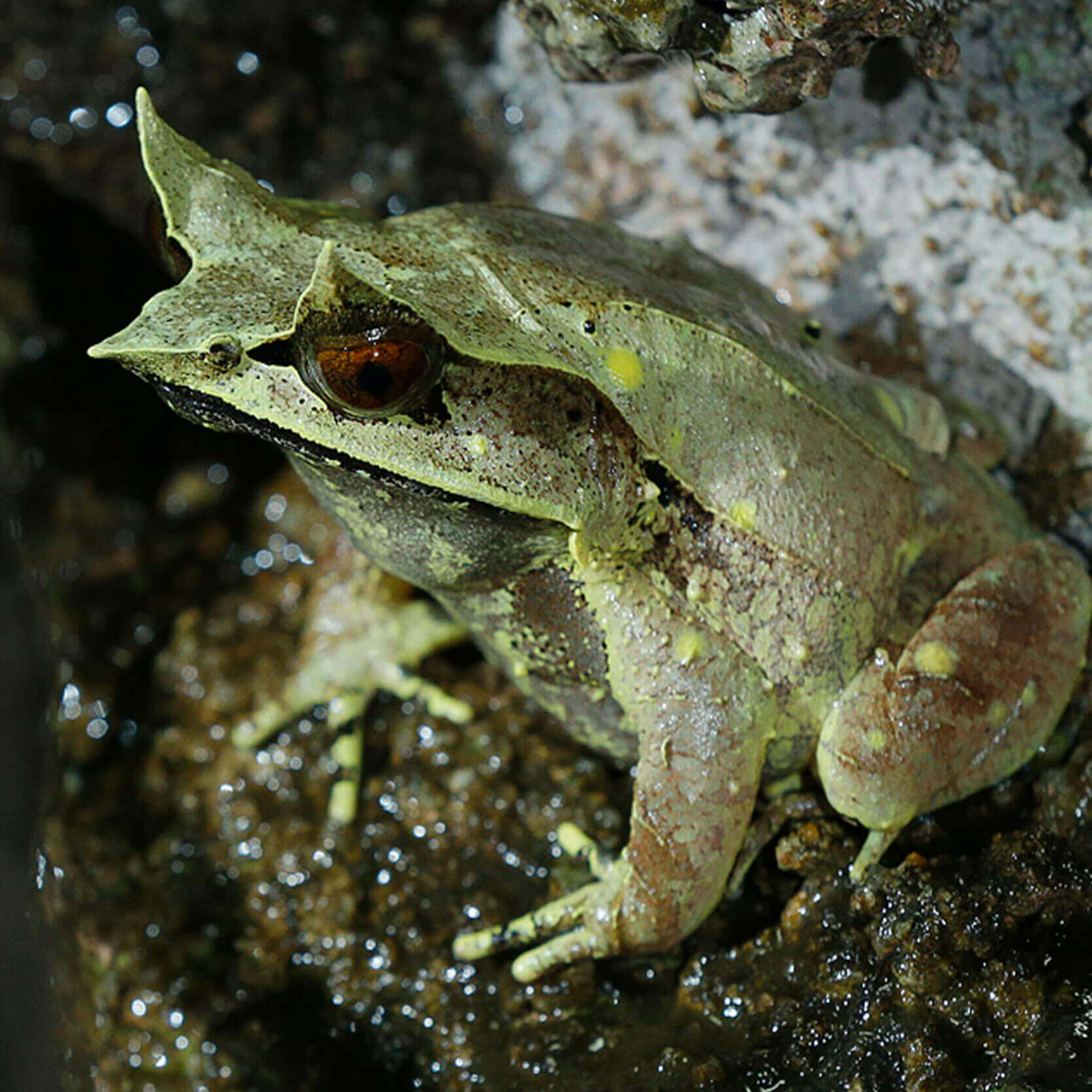 Malayan horned frog