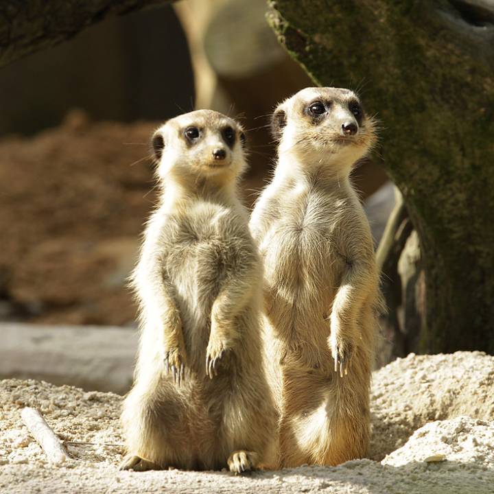 Meerkat