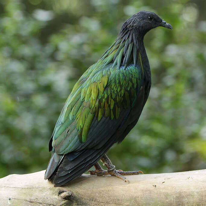 Nicobar pigeon
