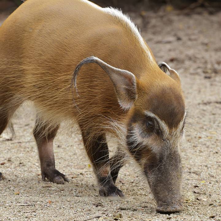 Red river hog