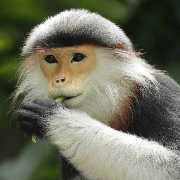 Red-shanked douc langur