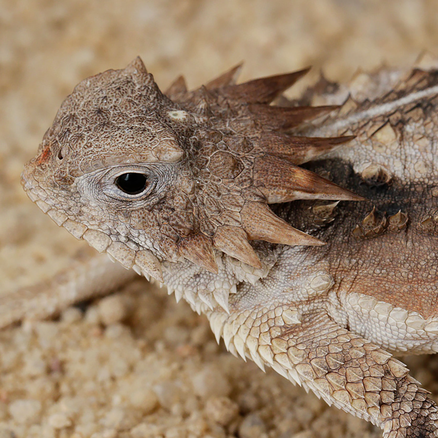 Regal horned lizard